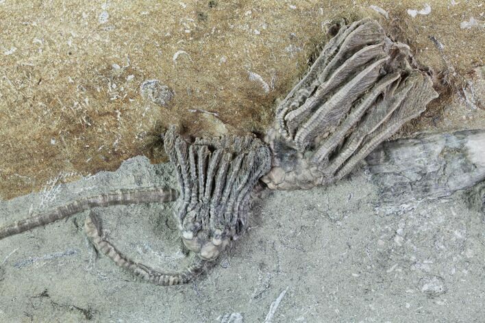 Platycrinites & Macrocrinus Crinoid Association - Illinois #94801